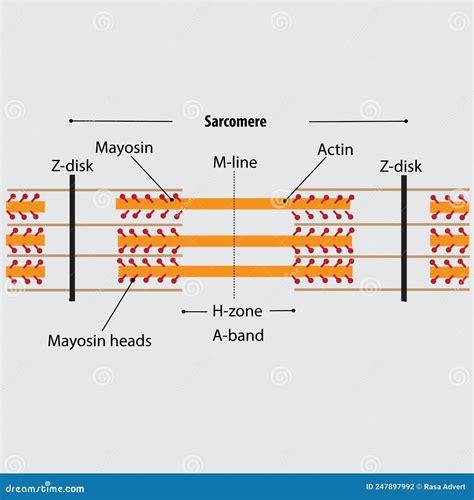 Sarcomere Cartoons, Illustrations & Vector Stock Images - 80 Pictures to download from ...