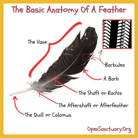 How Do Feathers Work, And What Can They Tell You?