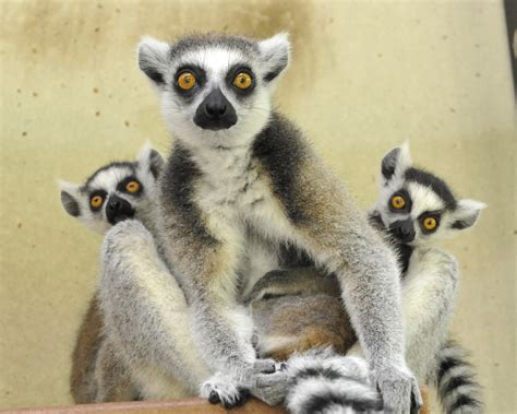 Lemur study highlights role of diet in shaping gut microbiome