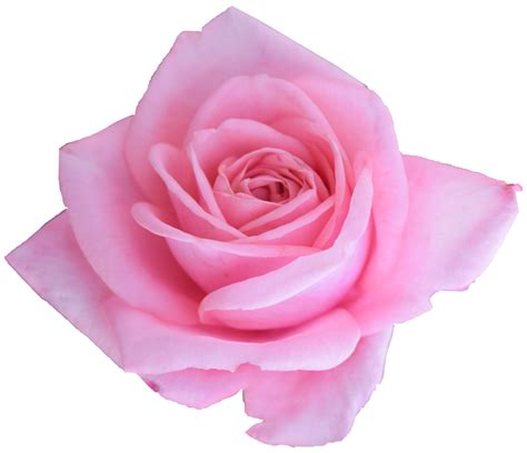 Pink Roses Clipart Png Png Image Transparent Png Free Vrog – NBKomputer