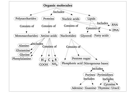 Four Types Of Biomolecules