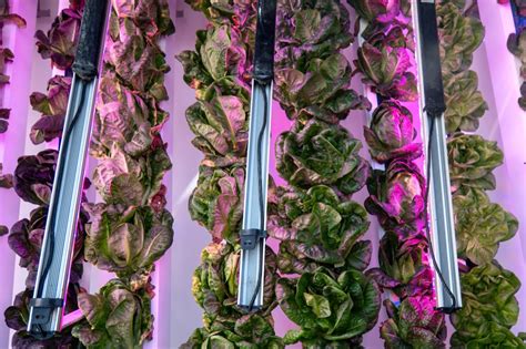 10 Hydroponic Nutrient Solutions for Lettuce: A Comprehensive Guide