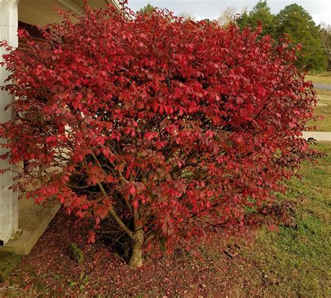 Burning Bush Seeds Hedges 100 Pc. Live Seeds Free Shipping - Etsy