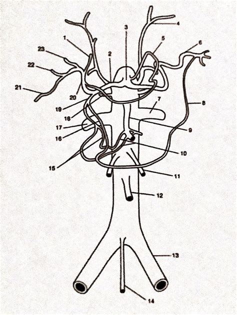 Abdominal Aorta and Branches (from superior to Inferior) Diagram | Quizlet