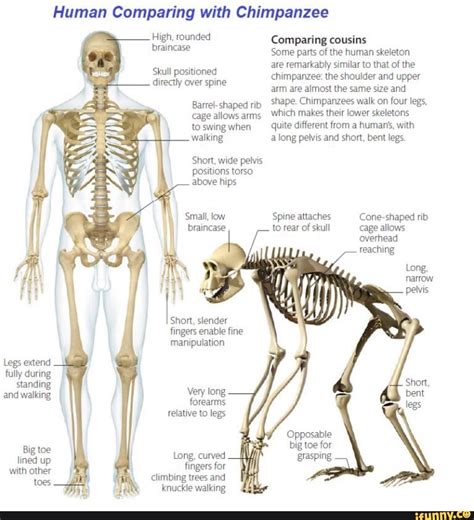 Human Comparing with Chimpanzee ::§%Cg”ded Comparing cousins Some parts of the human skeleton ...