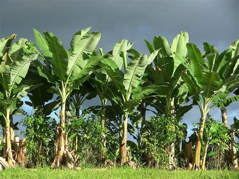 Banana Tree HD wallpaper | Pxfuel