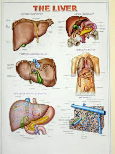 biology chart - biology chart Exporter, Importer, Manufacturer ...