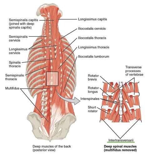 Rachis dorsal : Anatomie et 11 pathologies possibles (Quand s’inquiéter ?)