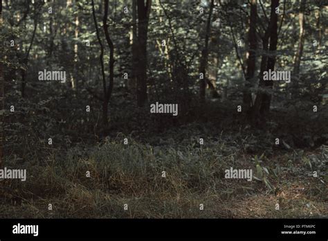 view of dark green forest texture Stock Photo - Alamy