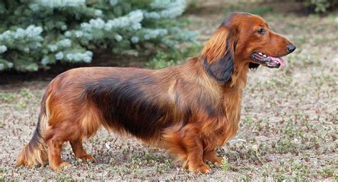 Dachshund Names - 300 Ideas For Naming Your Wiener Dog