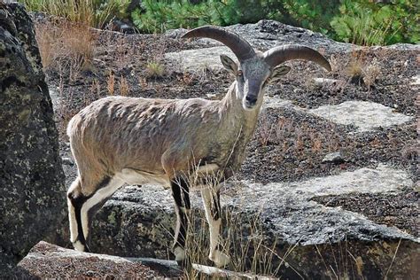 Hunting takes its toll on Himalaya’s blue sheep, favored prey of snow ...