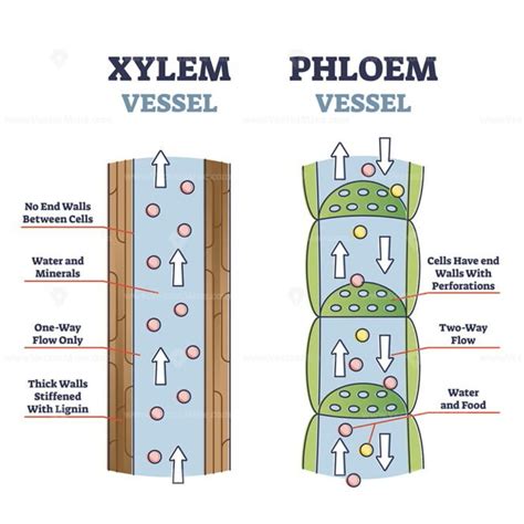 Xylem and phloem water and minerals transportation system outline ...