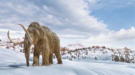 Woolly Mammoth Revival: Extinct Elephant Species Possibly Walk Back With Developing Hybrids in ...