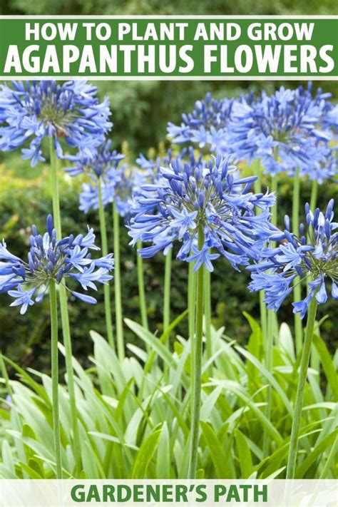 How to Grow and Care for Agapanthus Flowers | Gardener’s Path