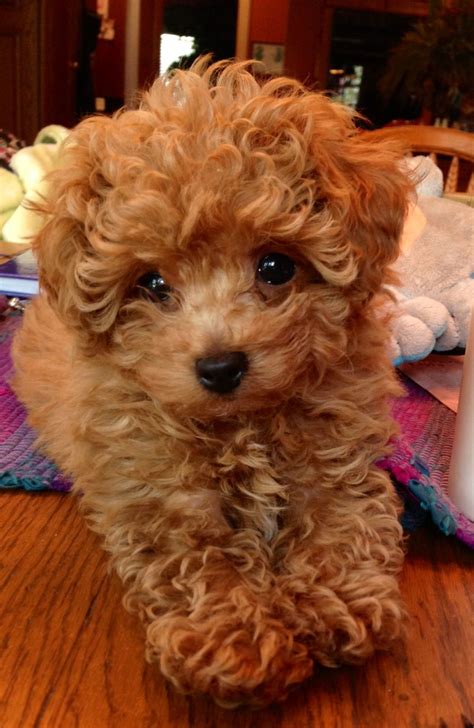 Pin by Eileen Williams on Everything | Poodle puppy, Toy poodle, Toy poodle puppies