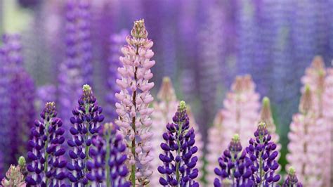 Lupin flowers wallpaper - backiee