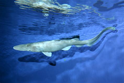 Rare 18-Foot Goblin Shark Caught Off Florida Coast Is A ‘Living Fossil’ [PHOTOS] | IBTimes