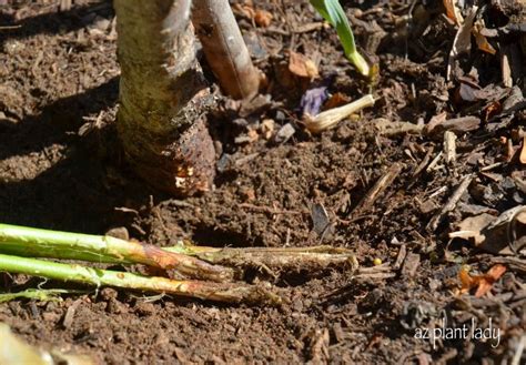 Fruit Tree Suckers - How to Identify and Get Rid of Them - Ramblings from a Desert Garden