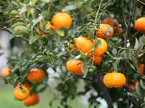 How to Select Fruit Trees | HGTV