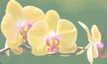 Vanda Baskets Orchid Pot GIF - Vanda Baskets Orchid Pot Clear Orchid ...