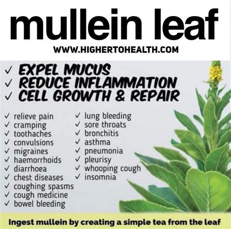 Mullein is considered beneficial for the lungs because it is an expectorant. This means that the ...