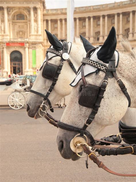 Horses in Vienna stock image. Image of used, vienna, coach - 49327827