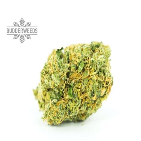 Jack Frost Strain | Budderweeds