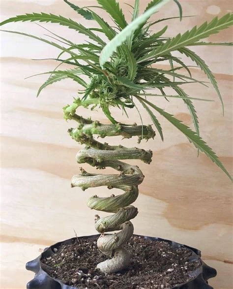 Bonsai marijuana plant : r/Stoner