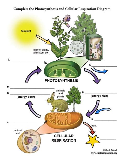 Photosynthesis and Cellular Respiration Diagram Labeling (6-8 Grade NGSS)