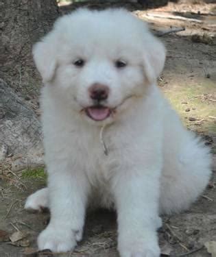 Great Pyrenees & Anatolian Pyrenees Puppies for Sale in Homer, Georgia Classified ...