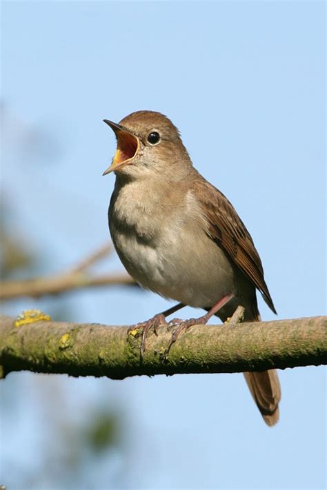 Common Nightingale - BirdForum Opus
