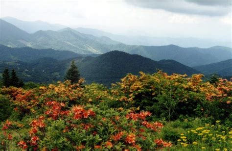 This Breathtaking Field Of Wildflowers In Tennessee Looks Like ...