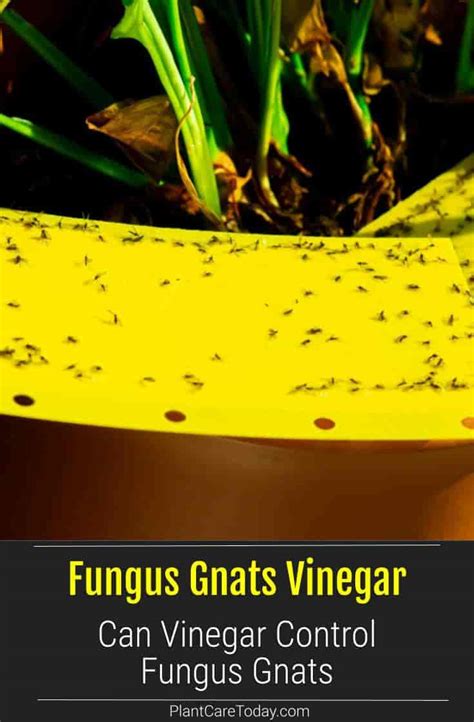 Does Vinegar Kill Gnats?