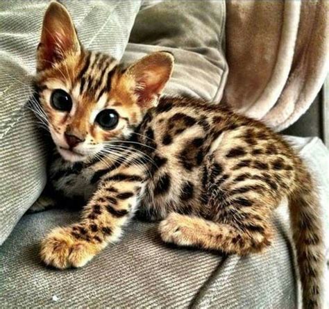 Pin by Marie Jager on Katzen | Bengal kitten, Cute cat breeds, Cat breeds