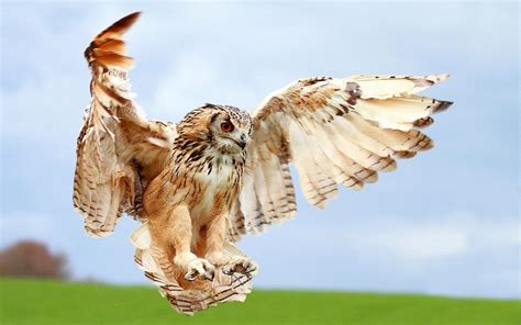 Wallpaper : wings, wildlife, bird of prey, owl, landing, beak, Falcon ...