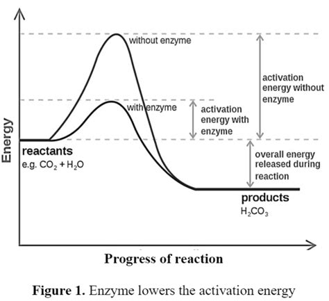 Mechanism of Enzyme Catalysis - Biology Ease