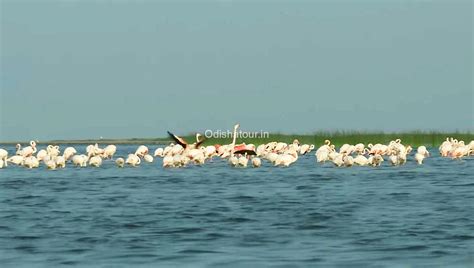 Satapada Chilika Lake, Dolphin Point, Puri | Odisha Tour