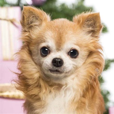 Boy Chihuahua Names Perfect For Your Male Chi