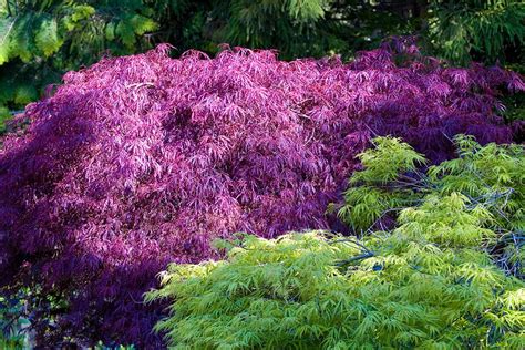 Weeping Japanese Maple Garden