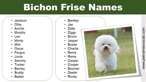 Bichon Frise Names | Male & Female - Pet Names Vocab