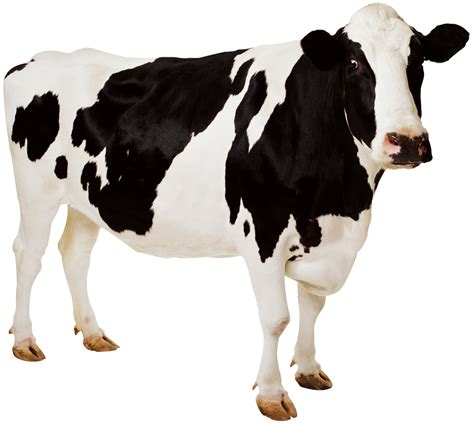 cow PNG