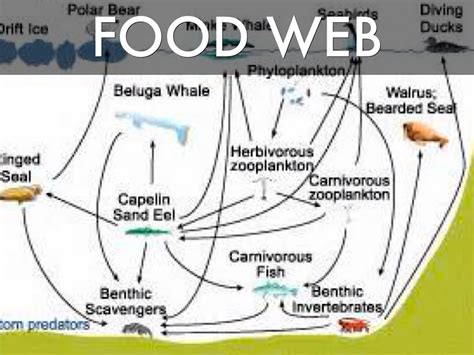 Beluga Whale Food