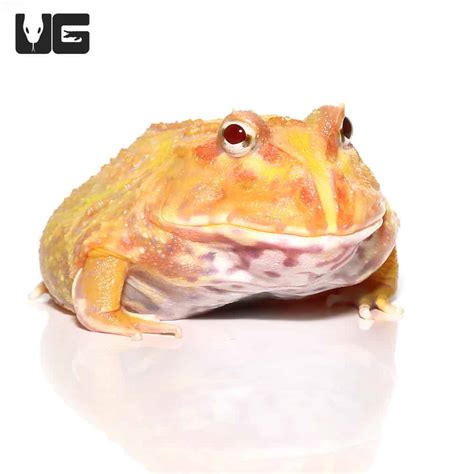 Albino Pacman Frogs (Ceratophrys cranwelli) For Sale - Underground Reptiles