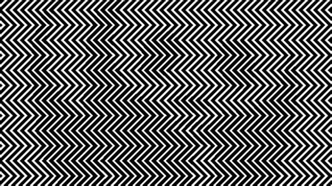 Find the Hidden Animal Illusion in the Squiggly Picture