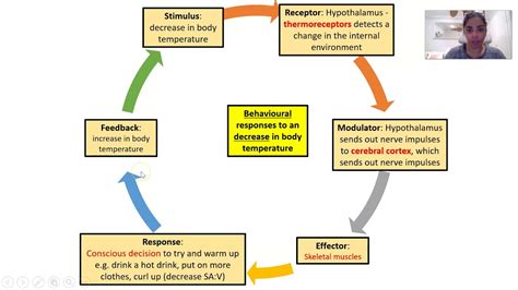 Negative Feedback Loops Homeostasis - YouTube