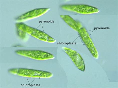 Protist Images: Euglena gracilis