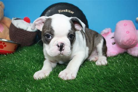 Mini Bulldog Puppies For Sale - Long Island Puppies