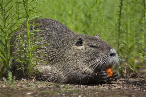 Five Steps to Eliminate Nutria Threat