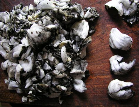 Huitlacoche - a delicious edible corn fungus used as a delicacy in ...