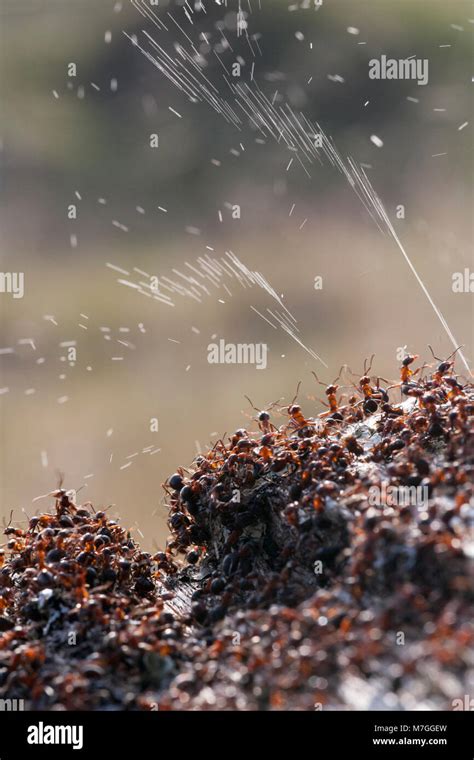 Wood ants-Formica rufa-defending their nest by spraying formic acid ...